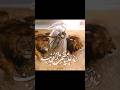 Mera Mola Haider Haider Islamic Short Molaali Mera Mola Haider Haider Islamic Short Molaali