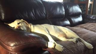 Lab snoring rather loud by Stephanie Vallee 840 views 8 years ago 39 seconds