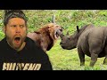 LION VS RHINO! Animals who messed with the WRONG OPPONENT!