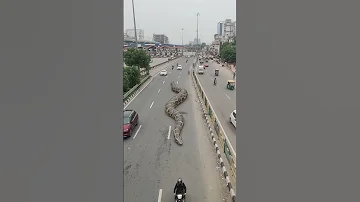Big Anaconda Snake On Video 3 Snake Shorts 