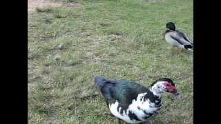 ПАРК С УТОЧКАМИ. ИЗРАИЛЬ. ЧАСТЬ_2. - Park with ducks. ISRAEL. CHAST_2.