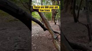 500 Year Old Yew Trees Walk Across the Ancient English Lanscape #tree #yew #ringsofpower #lotr