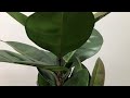 Plantsrus sinatra 49 inch artificial rubber tree potted