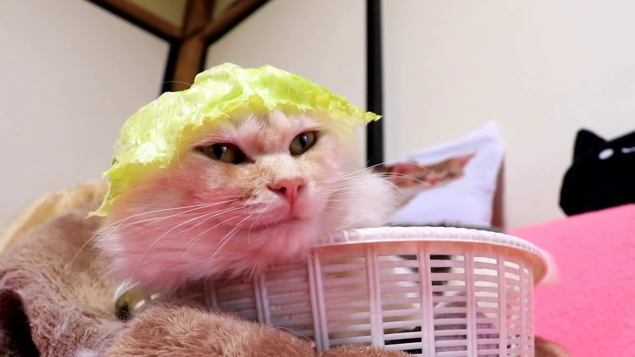 かご猫シロ 壁紙