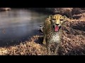 #SaveTheCheetah by Using Augmented Reality