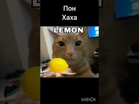 Lemon Meme Youtube Meme Shorts