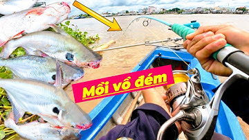 Câu Cá Vồ Đém Bằng Bài Mồi Gia Truyền Điểm Câu Nào Cũng Báo Cá