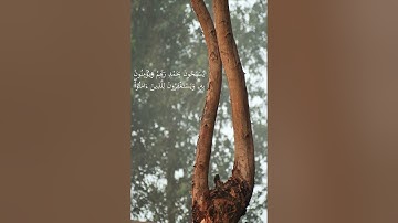 حاله واتس سوره غافر الشيخ عبيده موفق001