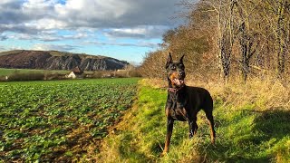 20 Best Doberman Pinscher Names with Meanings!