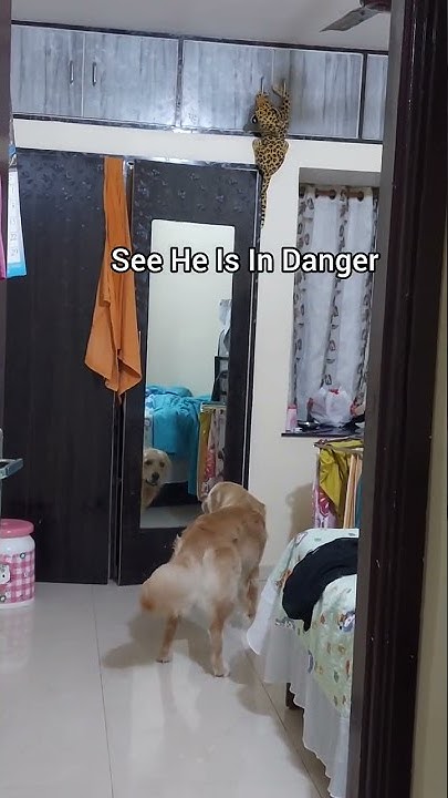 hey-leopard-how-did-you-reached-there-shorts-ytshorts-dogs
