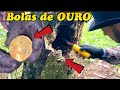 Muito OURO dentro desta ARVORE tiveram que derrubar para retirar tudo (jack charles)