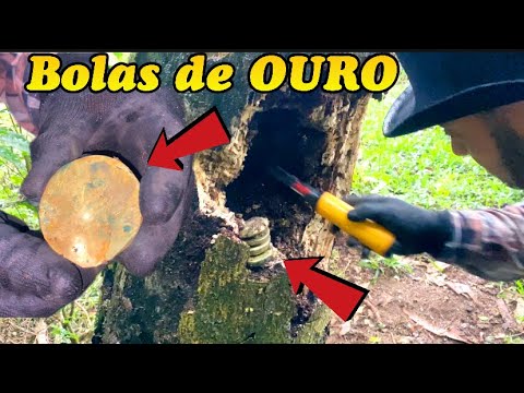 Vídeo: Charles ii se escondeu em uma árvore?