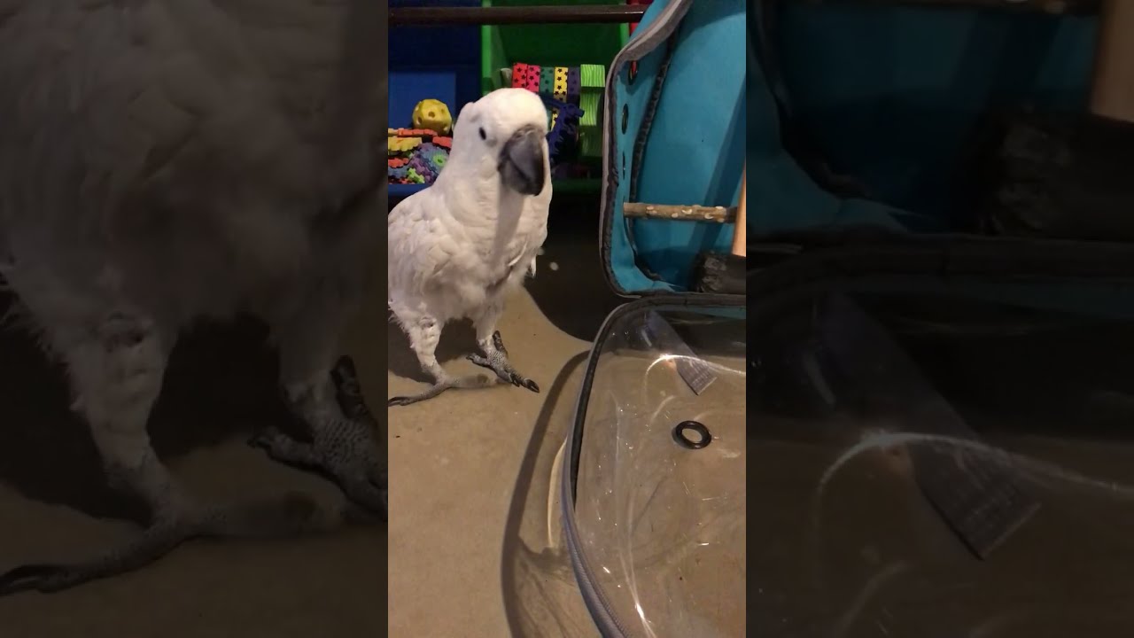 Trying to get cockatoo to approach the new backpack part 1
