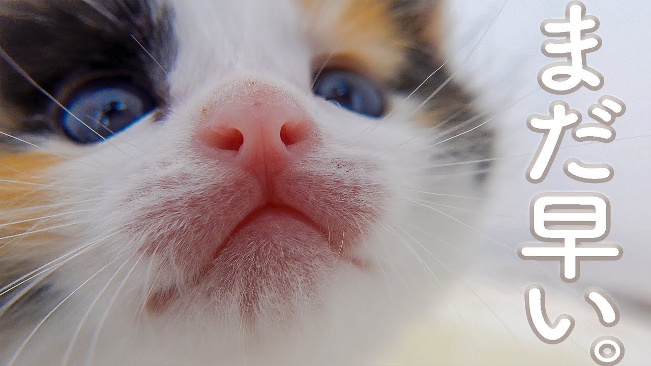 【29日目】離乳食はまだいらない！ぺっぺっします【おまめ日記】保護猫ミルクボランティア