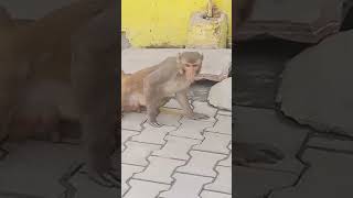 😂😂😂#shorts #funny #monkey