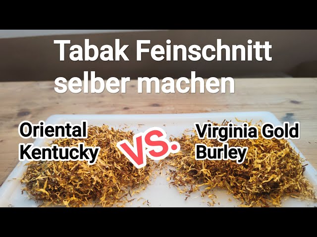 Kentucky / Oriental vs. Burley / Virgina