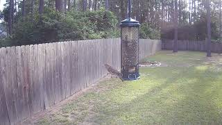 Trying the mixed bird seed sold at Costco!