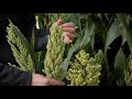 Grain and forage sorghum  colorado field crop tour