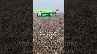 230 Grainsm2, Suffisant...? La Suite ? Sur Lapp Gratuite Agroleague