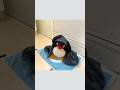 ЁЯРзЁЯЩВЁЯЫБ Pingu Penguin Afterbath Plushies Nootnoot Funny Shorts ЁЯРзЁЯЩВЁЯЫБ Pingu Penguin Afterbath Plushies Nootnoot Funny Shorts