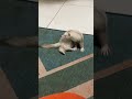 享受她自己的時間 Enjoyed her own time 😌😌 #ferret #animals #寵物 #cute #pets #lovely #可愛い #可愛 #日常 #adorable