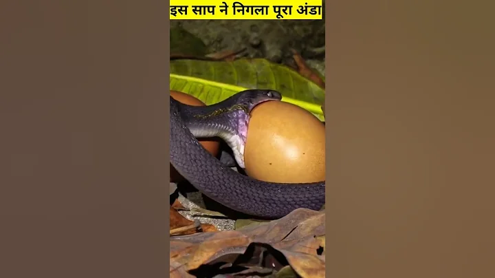 #shorts #short 🤯 इस साप ने पूरा अंडा हि निगल लिया 😱 #snake #snakes #egg #eggs