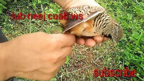 Mus cuab ws cuab tuaj zoo heev tiếng  cút bay rất hay 100%
