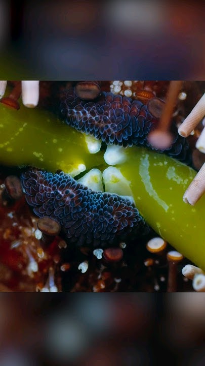 Подводная ферма в опасности. Гарибальдия против Морских ежей - YouTube