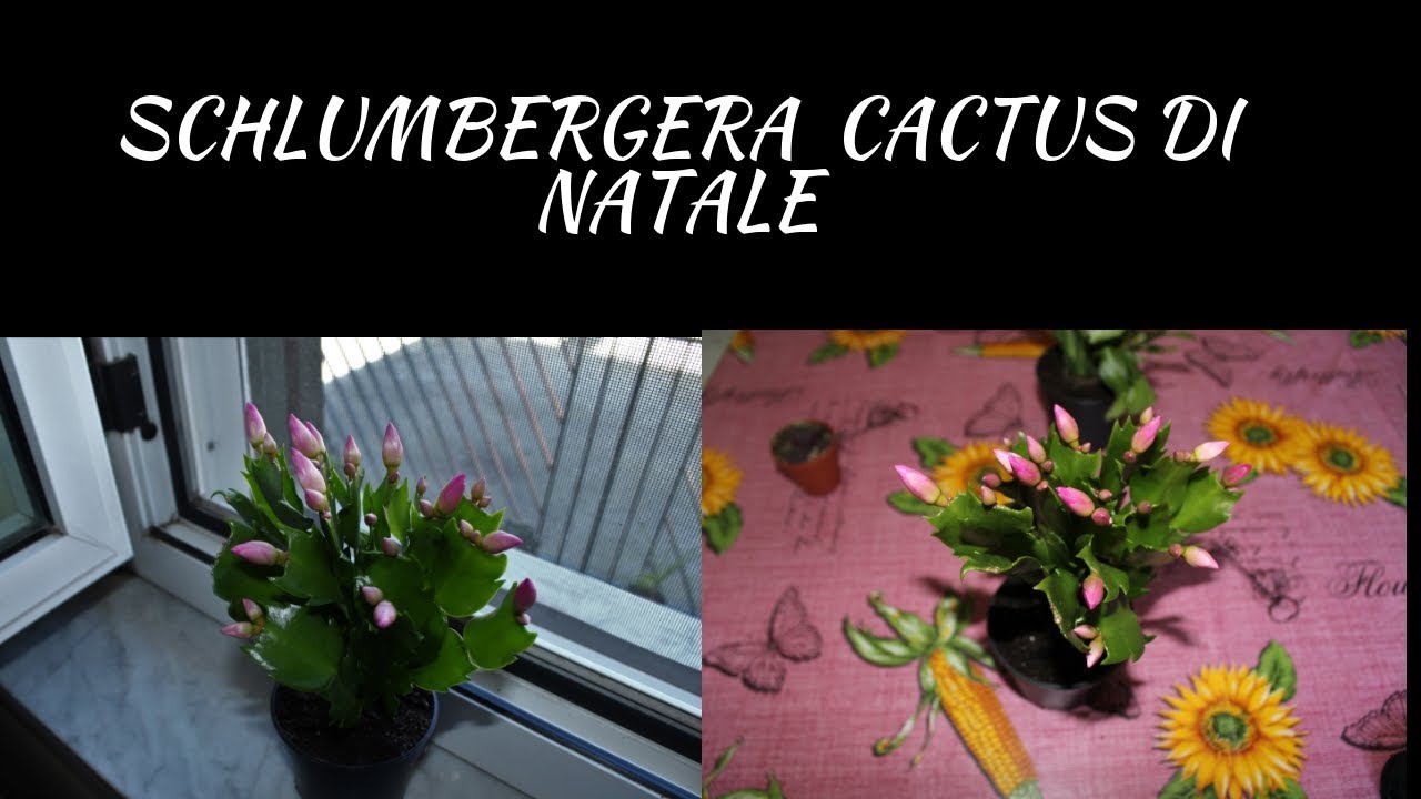 Cactus Di Natale.Schlumbergera Cactus Di Natale Youtube