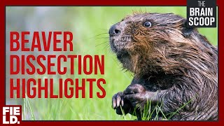Beaver Dissection HIGHLIGHTS!