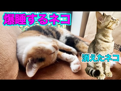 保護した子猫が消えた!?