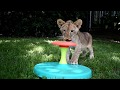 Cutest lion cubs playing together tug of War