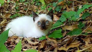 超可愛いシャム猫風野良子猫に接近した結果 As A Result Of Approaching Super Cute Siamese Cat Wind Kitten Youtube
