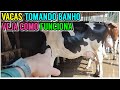 Vacas leiteiras tomando BANHO ( Sistema de aspersão )