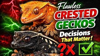 The Biggest Crested Gecko Breeding Mistakes (That Cost You Years!)