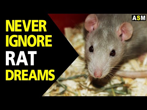 What does Rat dream meaning | Dream interpretation | Dreaming of rats |
