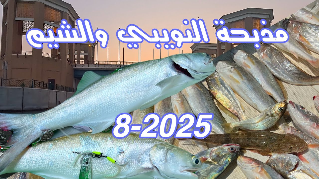 أكشن  قوى حداق سمك النويبي واصطدنا شيم | الكويت 