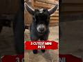 3 Cutest Mini Pets 🥰 🐮 #animals #fyp #richyanimals #minipets