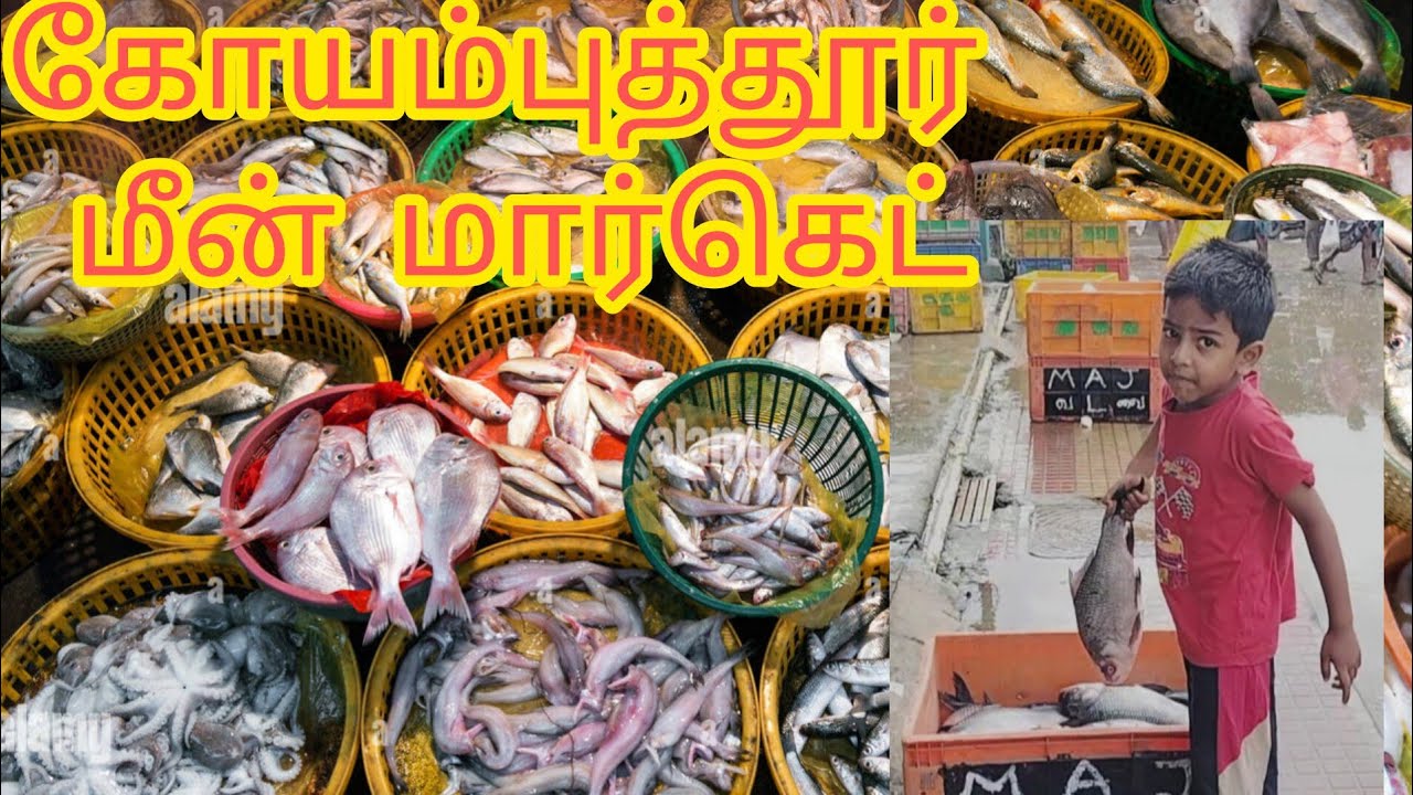 Coimbatore Ukkadam Fish Market Coimbatore Vlog Fish Market YouTube coimbatore-ukkadam-fish-market-coimbatore-vlog-fish-market-youtube