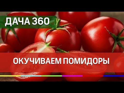 Окучиваем и ухаживаем за томатами - ДАЧА 360