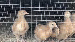Buff Orpington Chicks 5 weeks old Profile