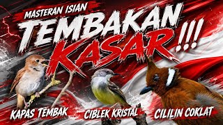 Masteran Isian Tembakan Kasar ‼️ Kapas Tembak , Ciblek Kristal & Cililin Coklat Gacor Suara Kristal