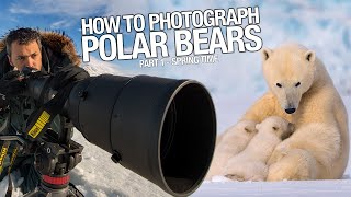 How to Photograph Polar Bears? by Roie Galitz 5,529 views 4 years ago 17 minutes