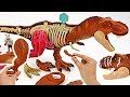 A giant dinosaur is alive! Jurassic World Tyrannosaurus Rex Anatomy assemble Kit! #DuDuPopTOY