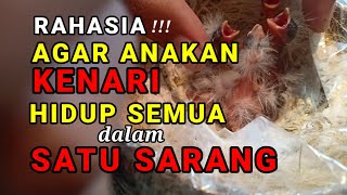 Download Lagu Tips dan Rahasia anakan kenari lolos seleksi alam || ilmu ternak kenari cepat banyak MP3