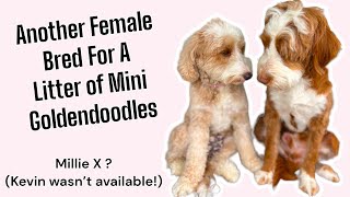 Breeding Millie The Petite Goldendoodle For A Litter Of Mini Puppies! | Which Stud Did We Use?