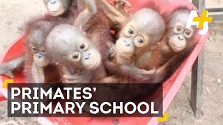 School For Orangutans Teaches Them How To Go Back To The Wild