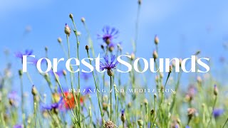 Nature Sounds Meditation Forest Sounds Of Birds Singing Relaxation- 2 minutes