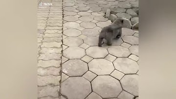 Idol của mọi người đây # Nguyễn Văn Dúi#