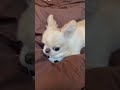 みんなはどのガウガウが好き？🦁🍎 #shortvideo #ペキチワ #もふもふ #ミックス犬 #ガウガウ #shorts #犬のいる暮らし